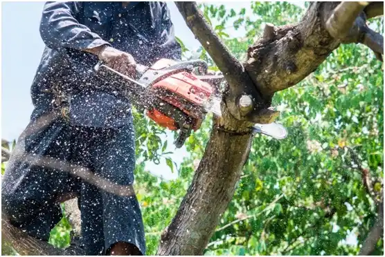 tree services Tullytown